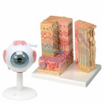 Anatomy Set Eye